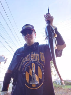 マナマズの釣果