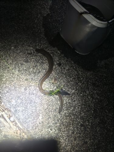 マアナゴの釣果