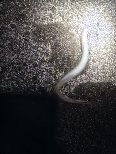 マアナゴの釣果