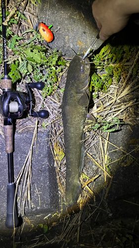 マナマズの釣果