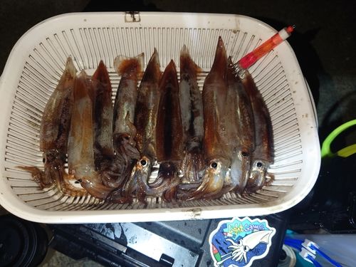 イカの釣果