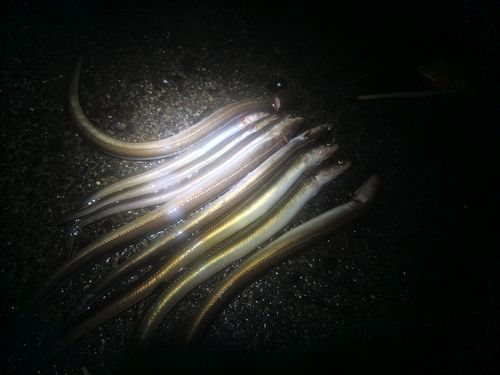 マアナゴの釣果