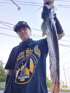 マナマズの釣果