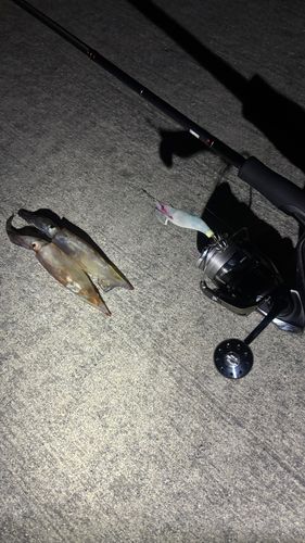 イカの釣果