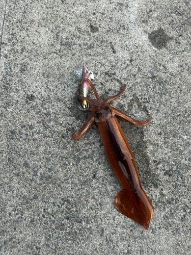 ケンサキイカの釣果