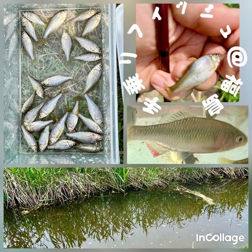 ヤリタナゴの釣果
