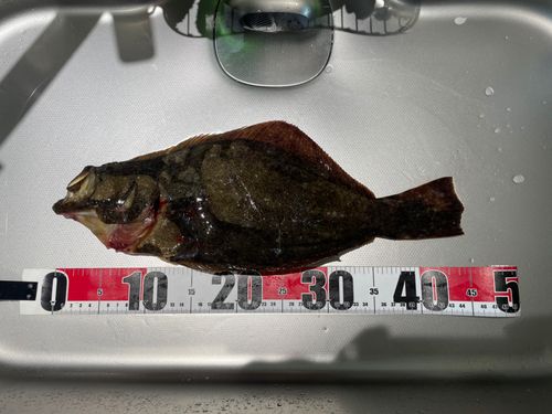 ヒラメの釣果