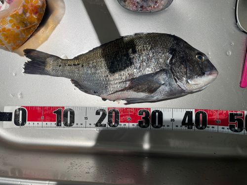 クロダイの釣果