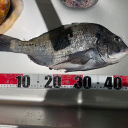 クロダイ