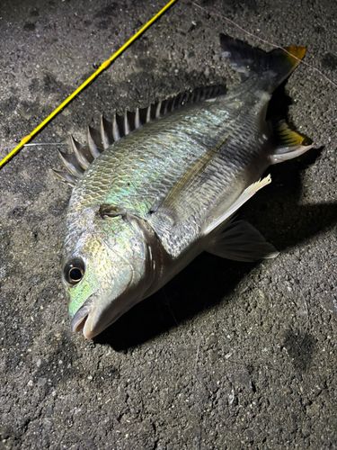 チヌの釣果