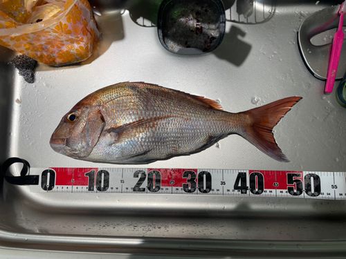 マダイの釣果