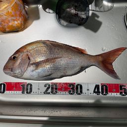 マダイ