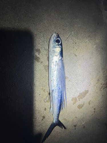 トビウオの釣果