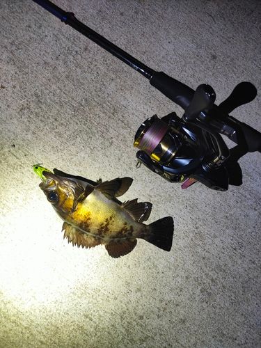 メバルの釣果