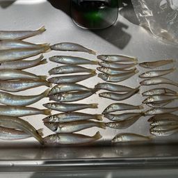 シロギス