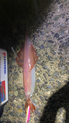 ケンサキイカの釣果