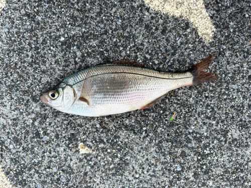 ウミタナゴの釣果
