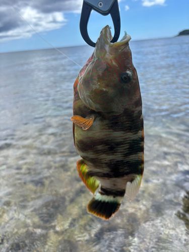 ヒロサーの釣果