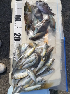 アジの釣果