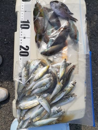 アジの釣果
