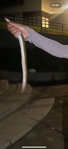ウナギの釣果