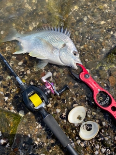 キビレの釣果