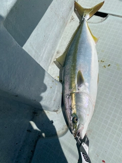 ワラサの釣果