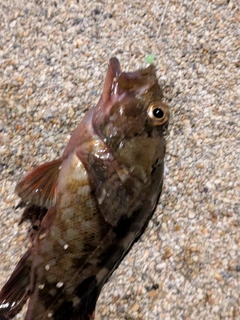 カサゴの釣果