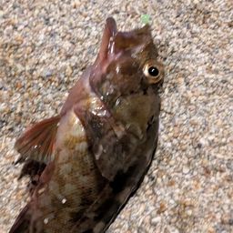 カサゴ