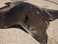 ナルトビエイの釣果