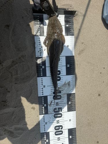 マゴチの釣果