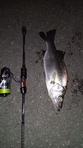 セイゴ（ヒラスズキ）の釣果