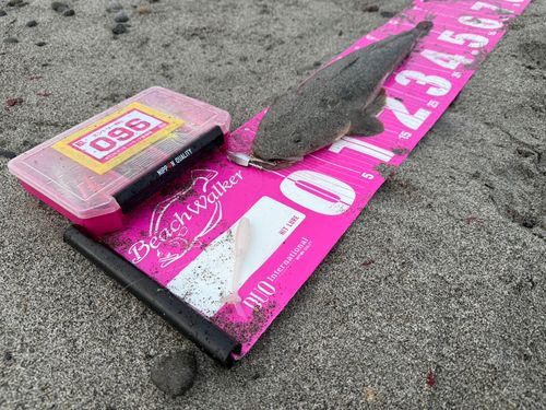 コチの釣果