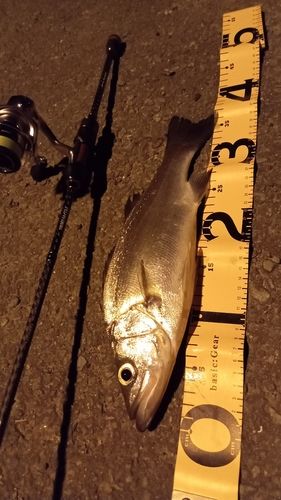 セイゴ（ヒラスズキ）の釣果