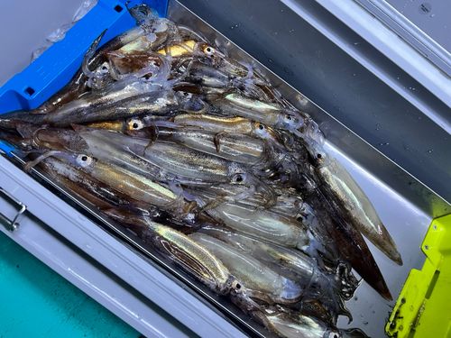 スルメイカの釣果