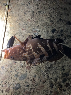 キジハタの釣果