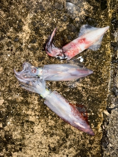 ケンサキイカの釣果