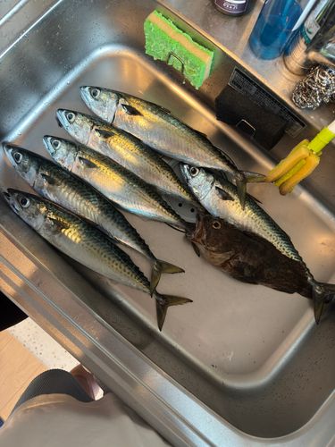 釣果