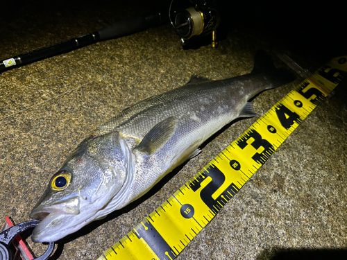 シーバスの釣果