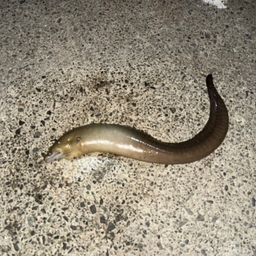 ウツボ
