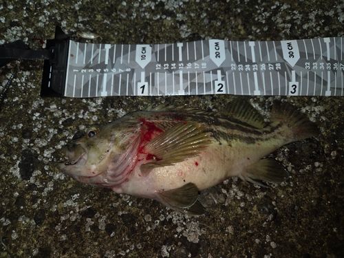 シマゾイの釣果