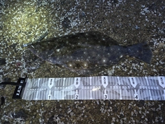 ヒラメの釣果