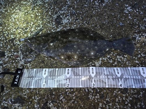 ヒラメの釣果