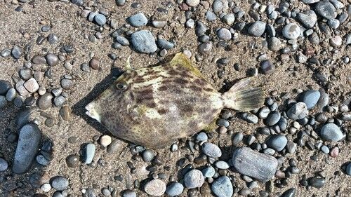 カワハギの釣果