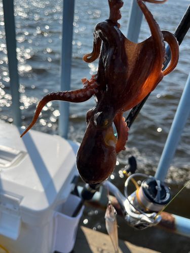 タコの釣果