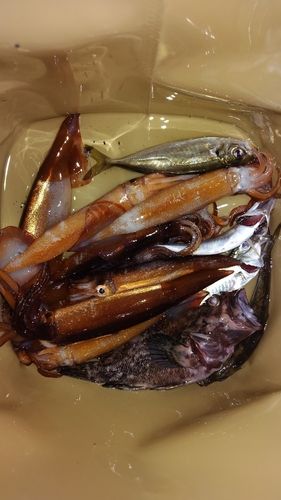 スルメイカの釣果