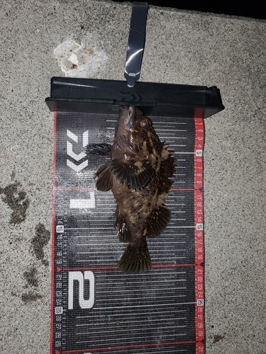 クロソイの釣果