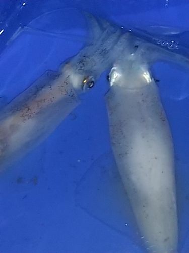 マメイカの釣果