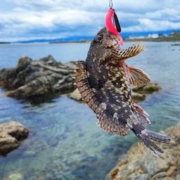 アラカブ