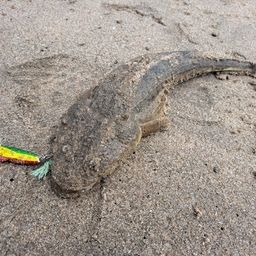 マゴチ